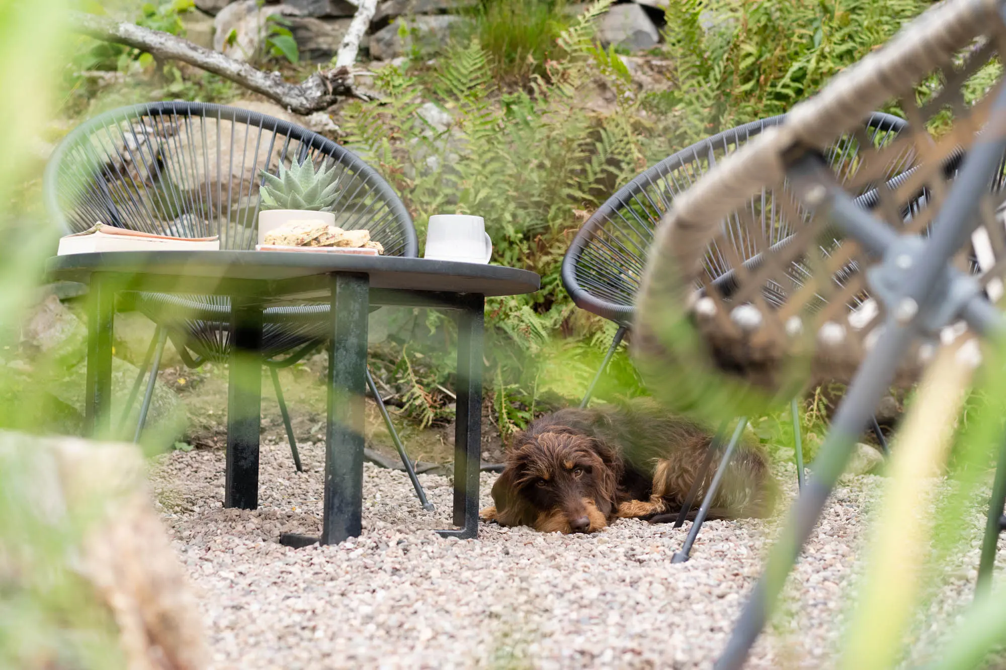 Pet friendly luxury lodges in the Highlands
