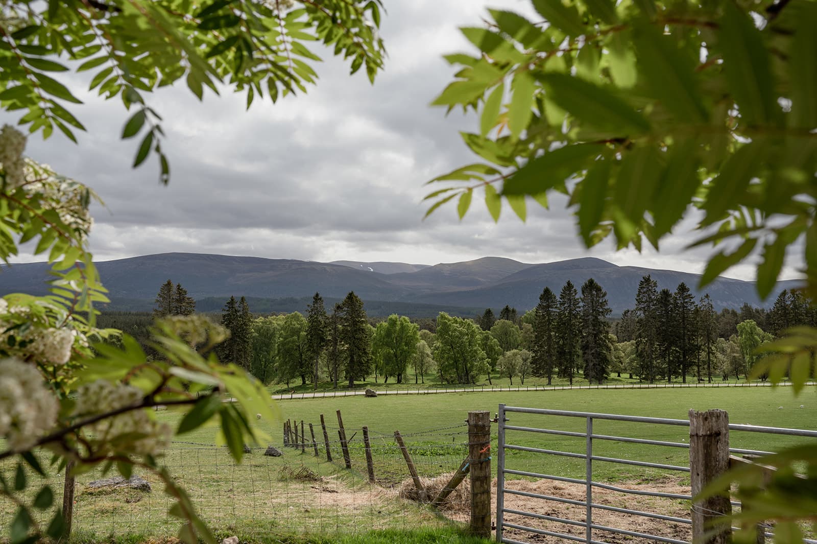 Our Favourite Dog Friendly Walks in the Highlands