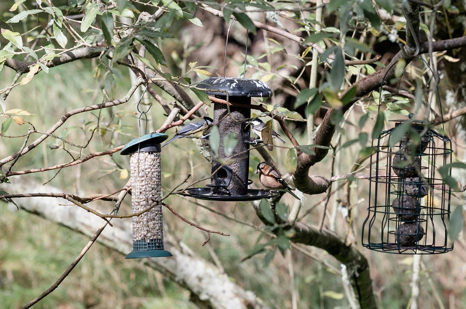 The Wildlife of the Scottish Highlands