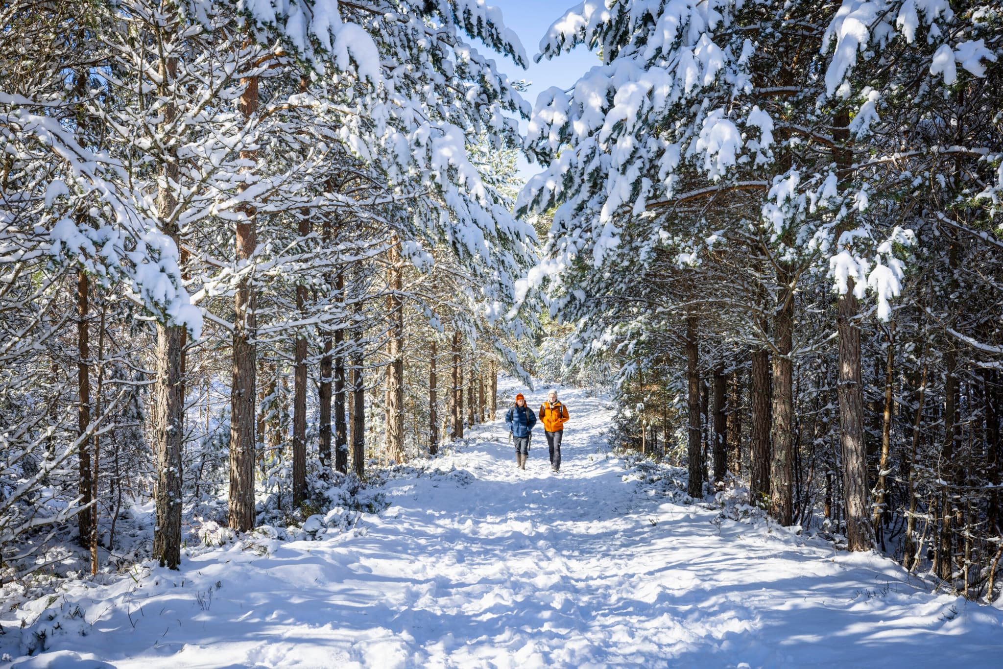 Festive Holiday in the Highlands: Christmas Activities & Lodges