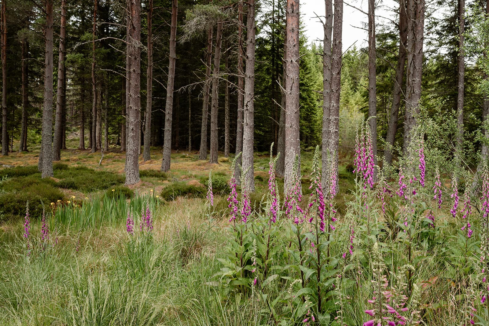 August Holiday Availability