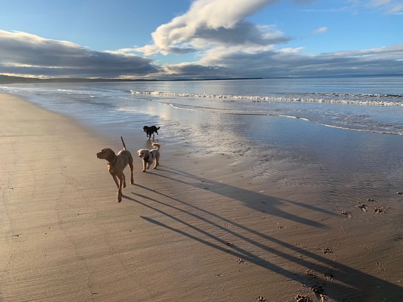 Dogs on a beach. Accommodation in the Highlands of Scotland
